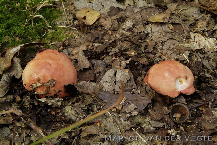 Schotelrussula - Russula velenovskyi